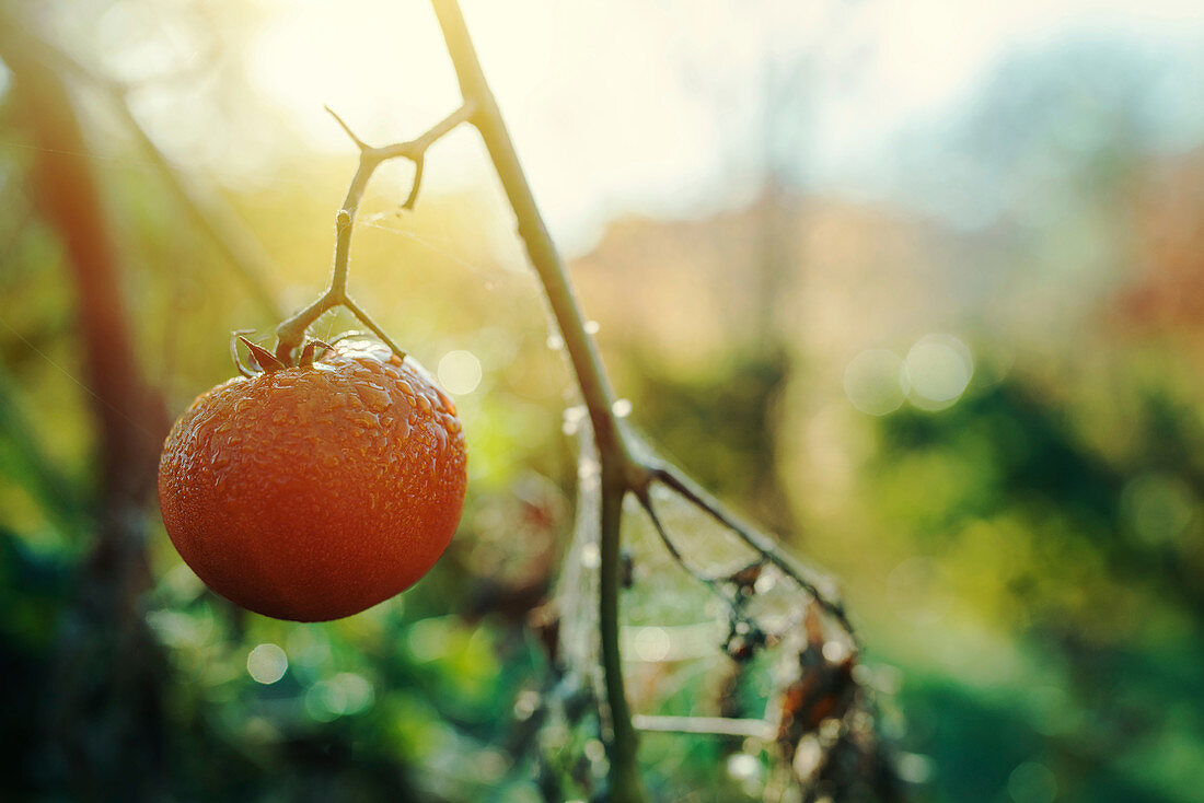 Ripe tomato in organic vegetable garden