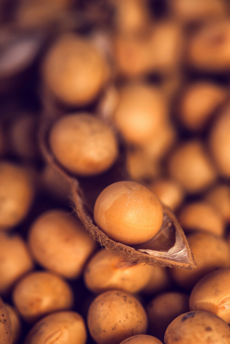Soybean, close-up