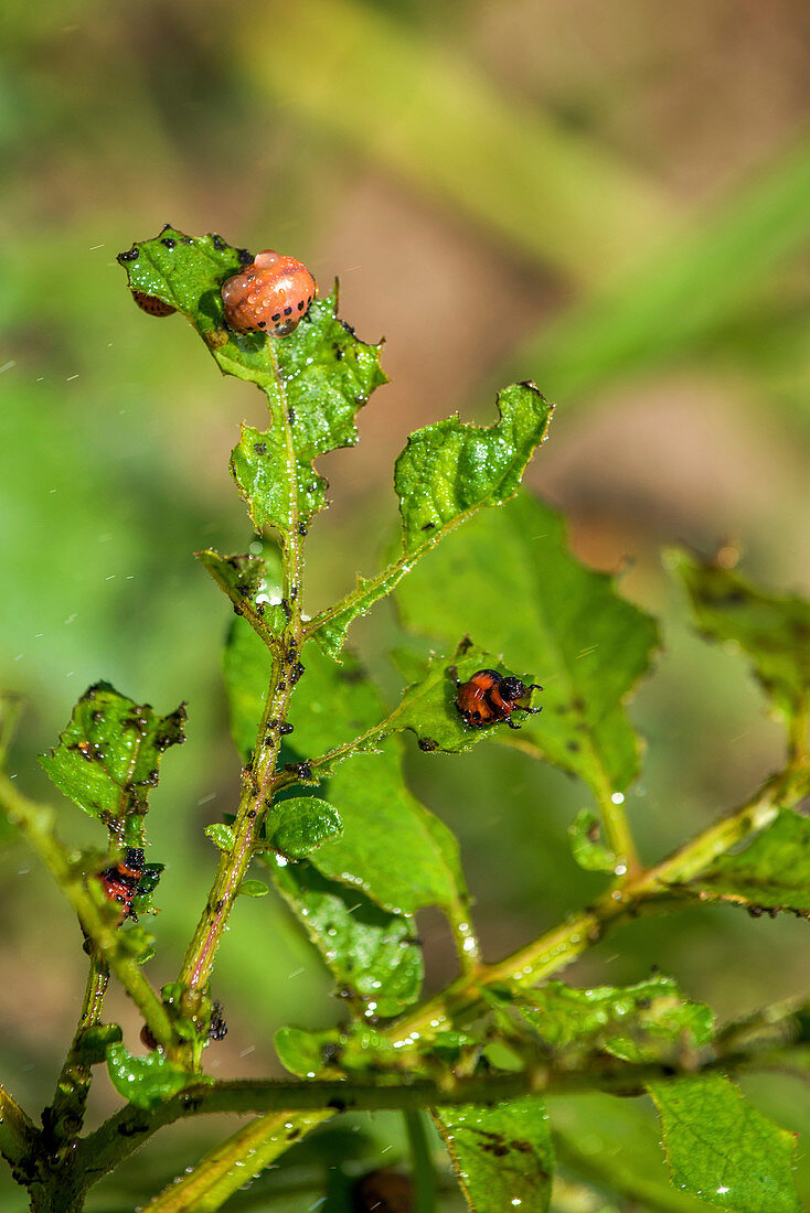 Colorado potato beetle larvae