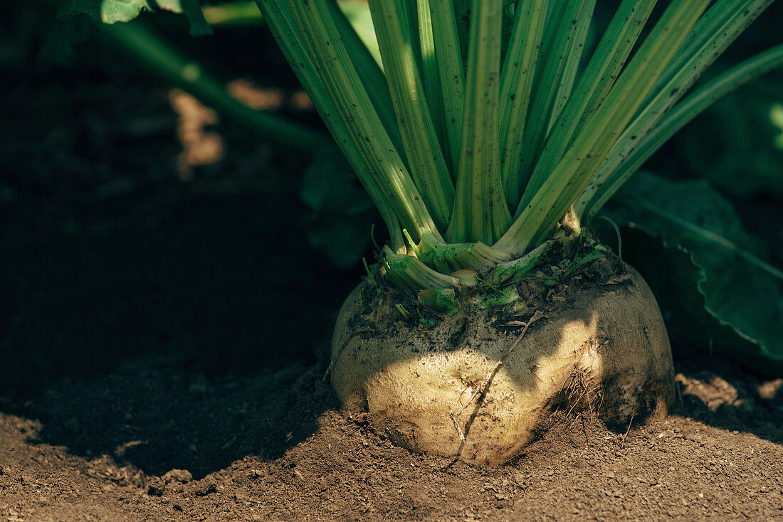 Sugar beet root in ground