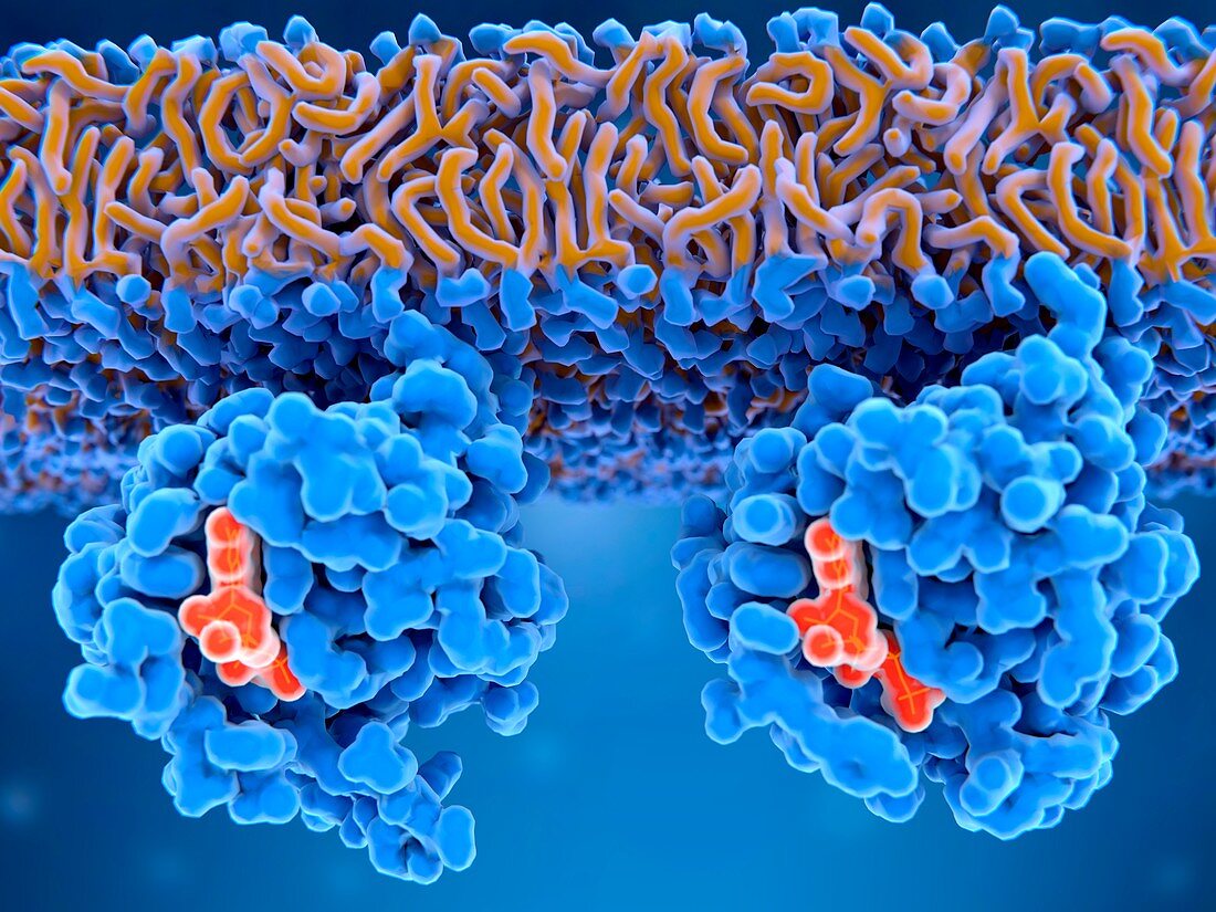 Inactive and active Ras proteins, illustration