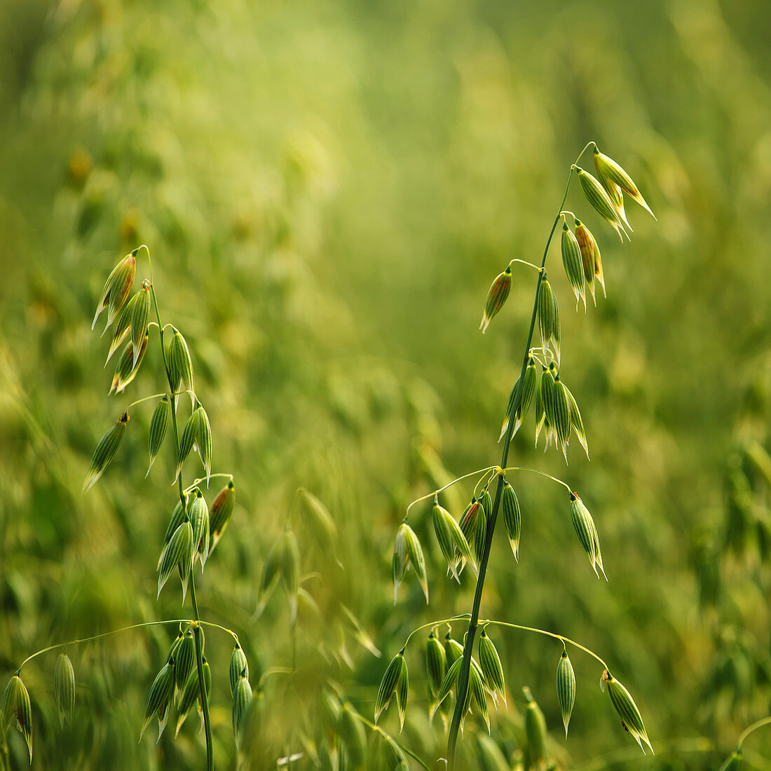 Oat field