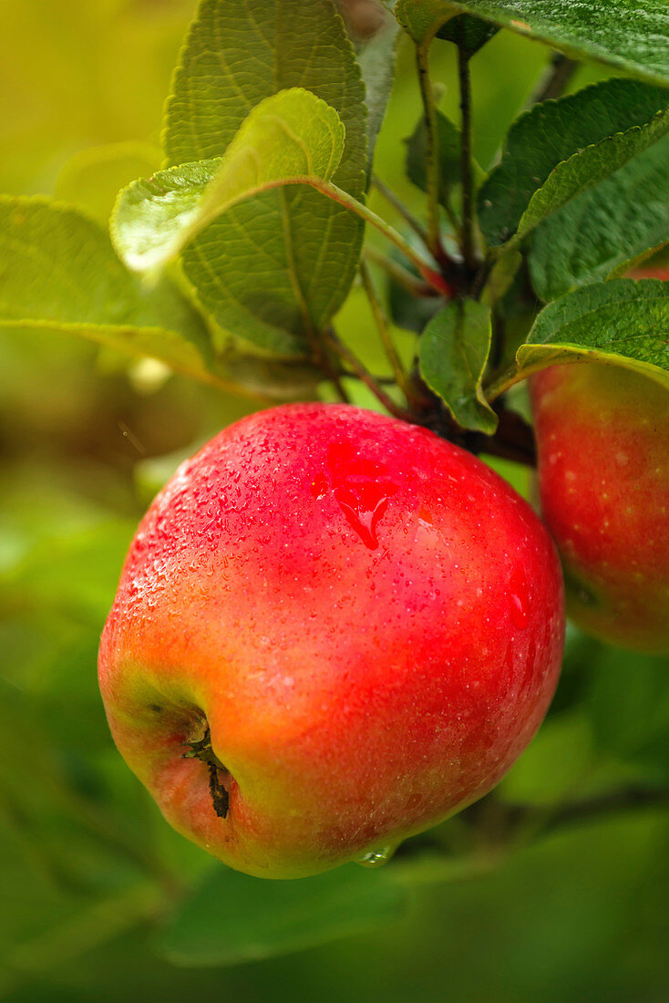 Red apple on branch after rain