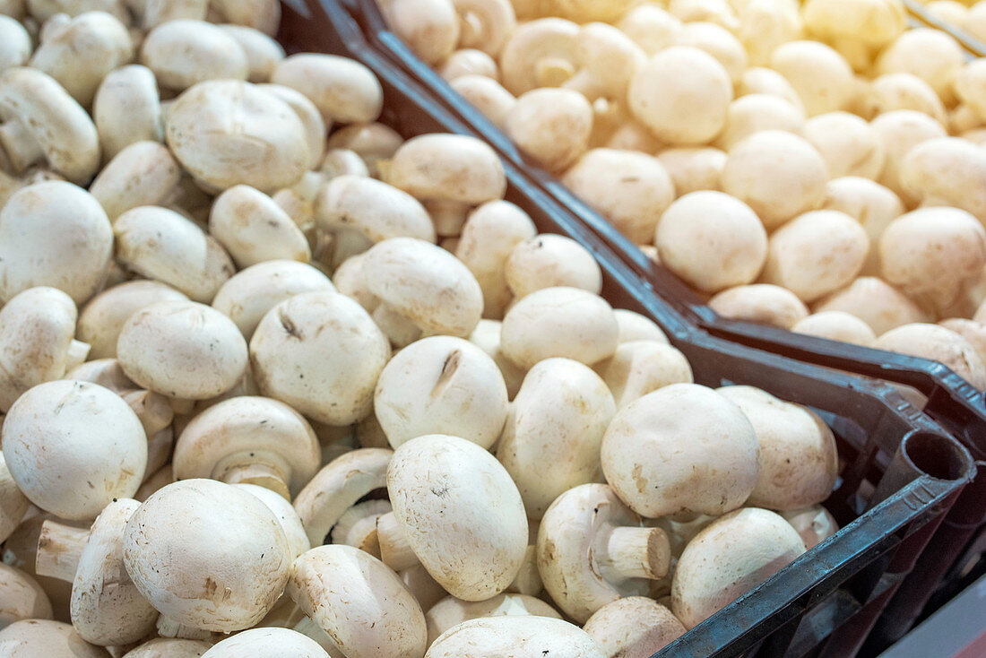 Organic mushroom at farmers market