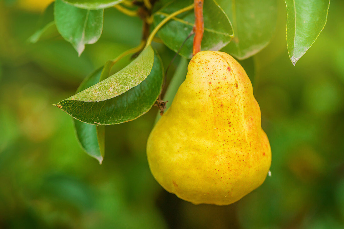 Organic pear on branch