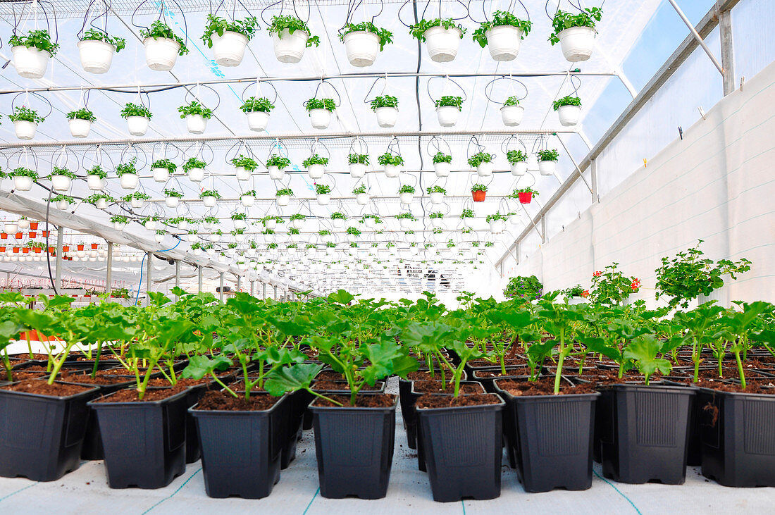 Plants in commercial greenhouse