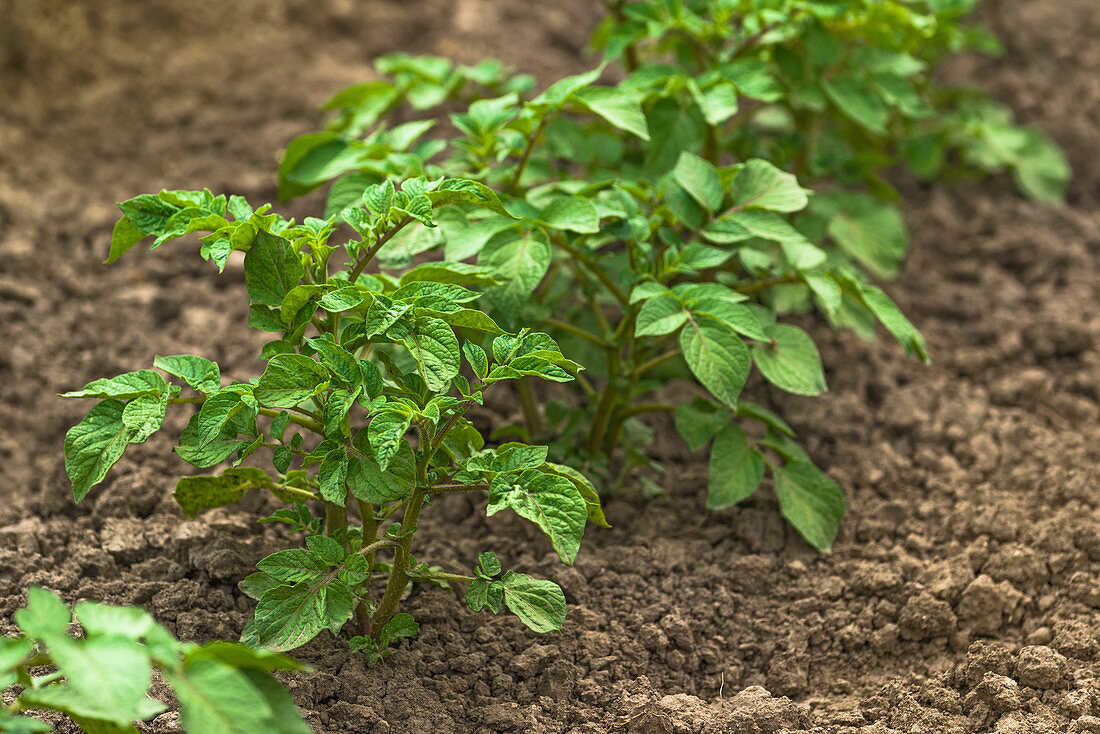 Potato plants in vegetable garden