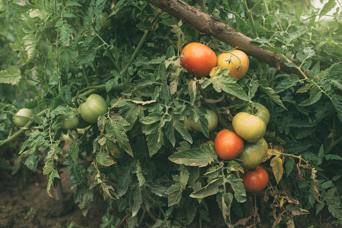 Tomatoes growing in vegetable garden