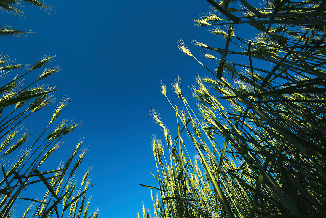Field of barley, low angle view