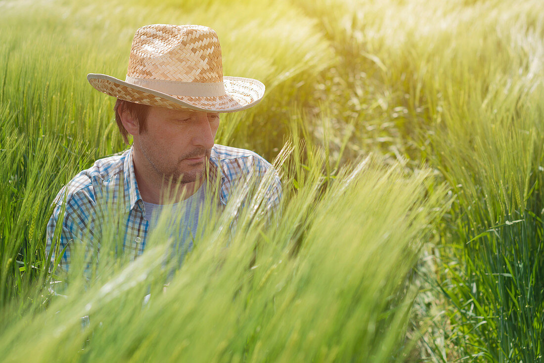Farmer examining wheat ears in field