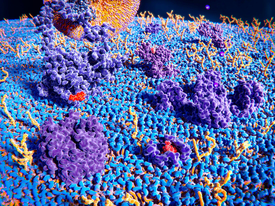 Upper cell membrane, illustration