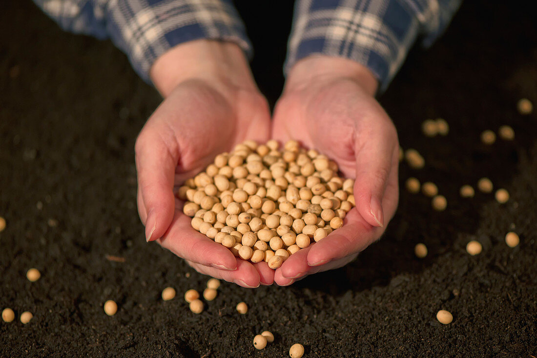 Hands holding harvested soy beans