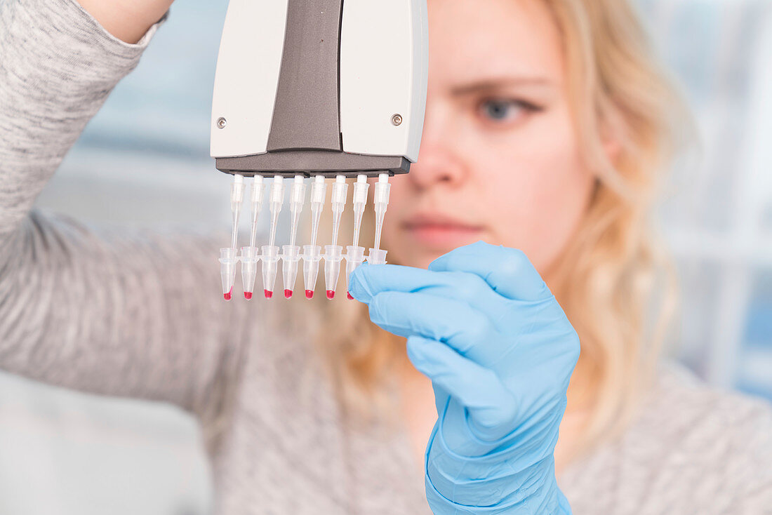 Technician using multipipette