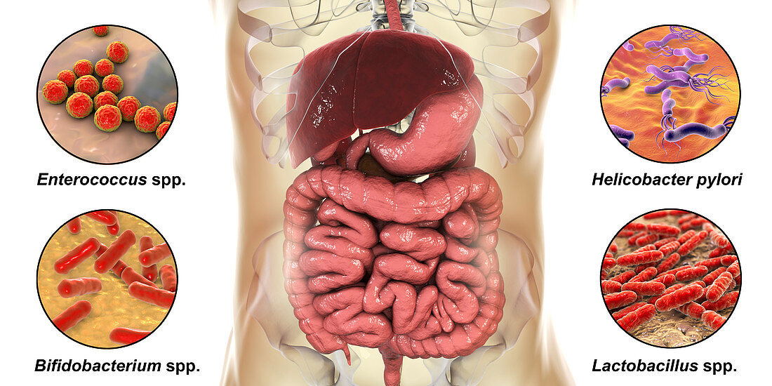 Bacteria in human digestive system, illustration
