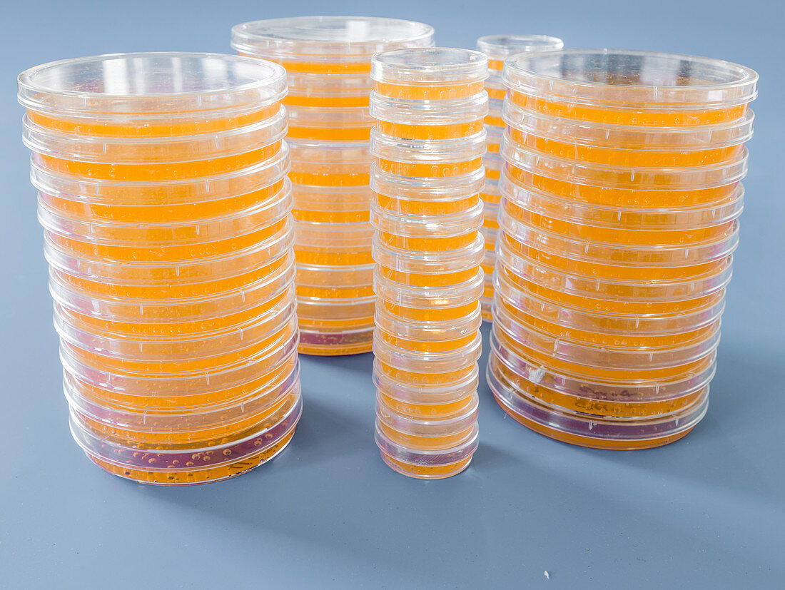 Agar plates