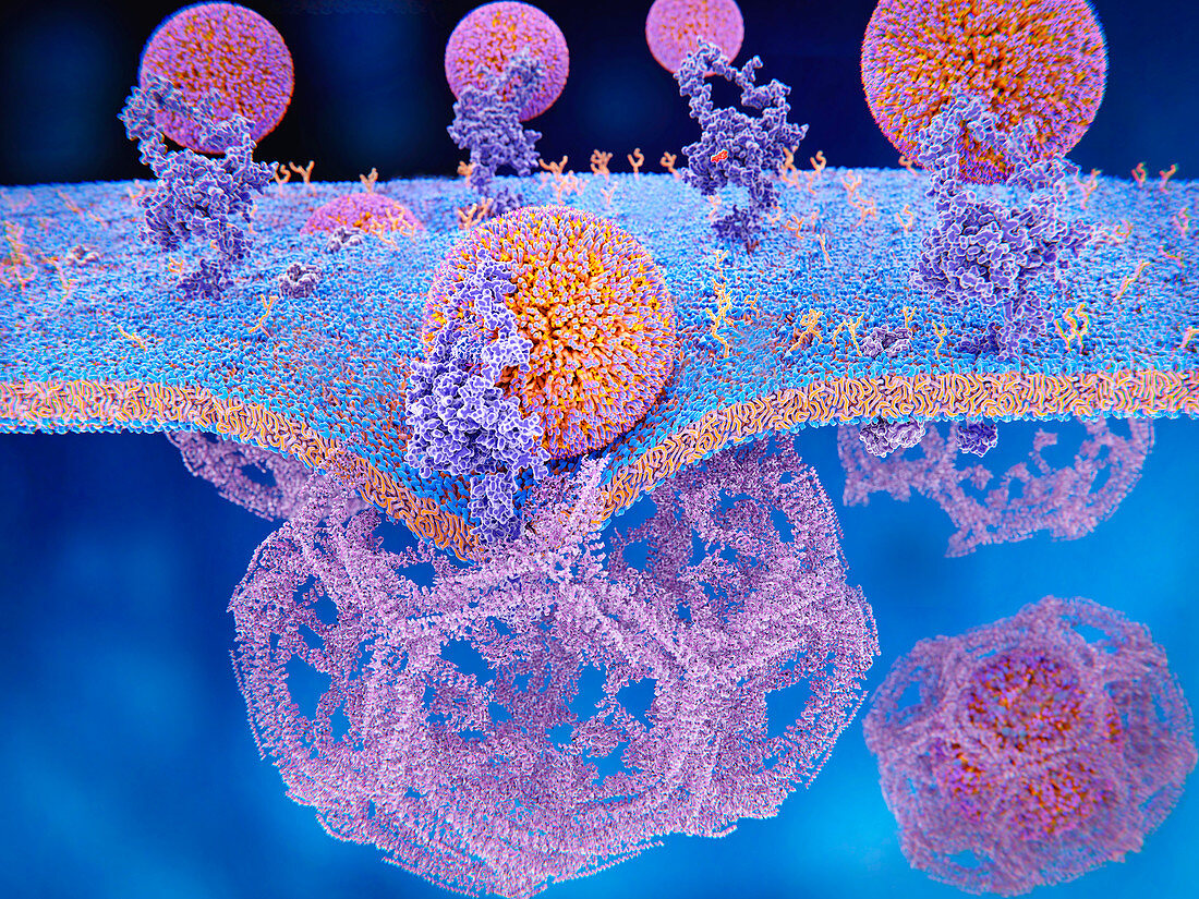 LDL receptors on cell membrane, illustration