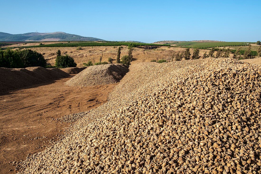 Almonds drying in the sun