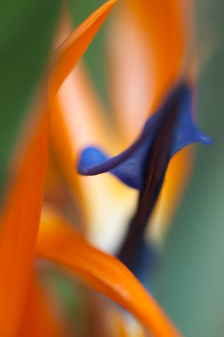 Bird of paradise (Strelitzia reginae) flower