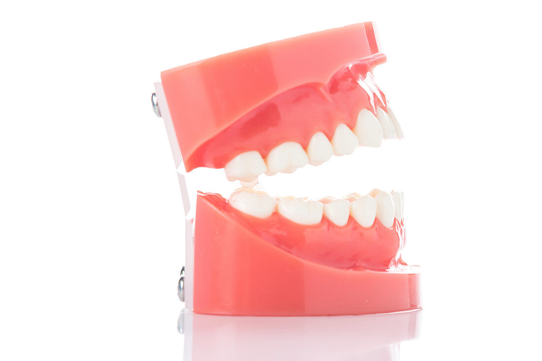 Dental model of teeth