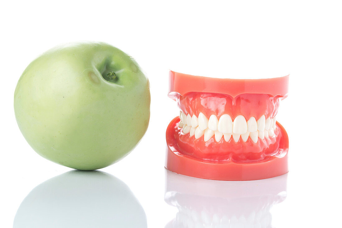 Dental model of teeth with apple