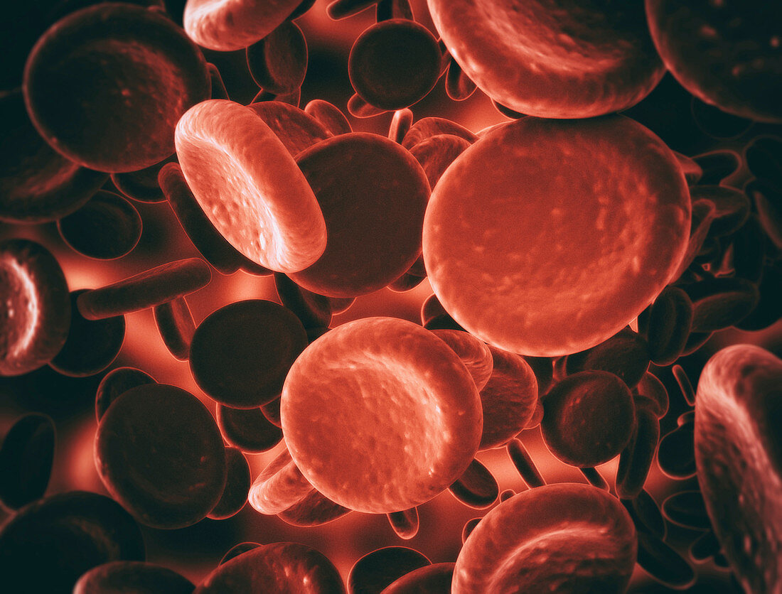 Red blood cells, illustration