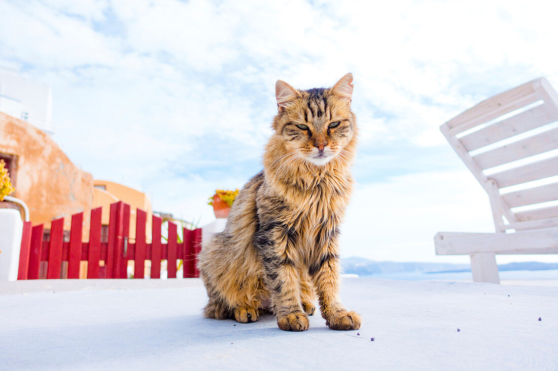 Cat on sun terrace