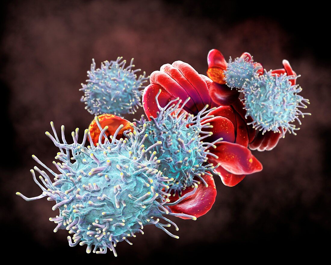 RBCs and activated T lymphocytes, SEM