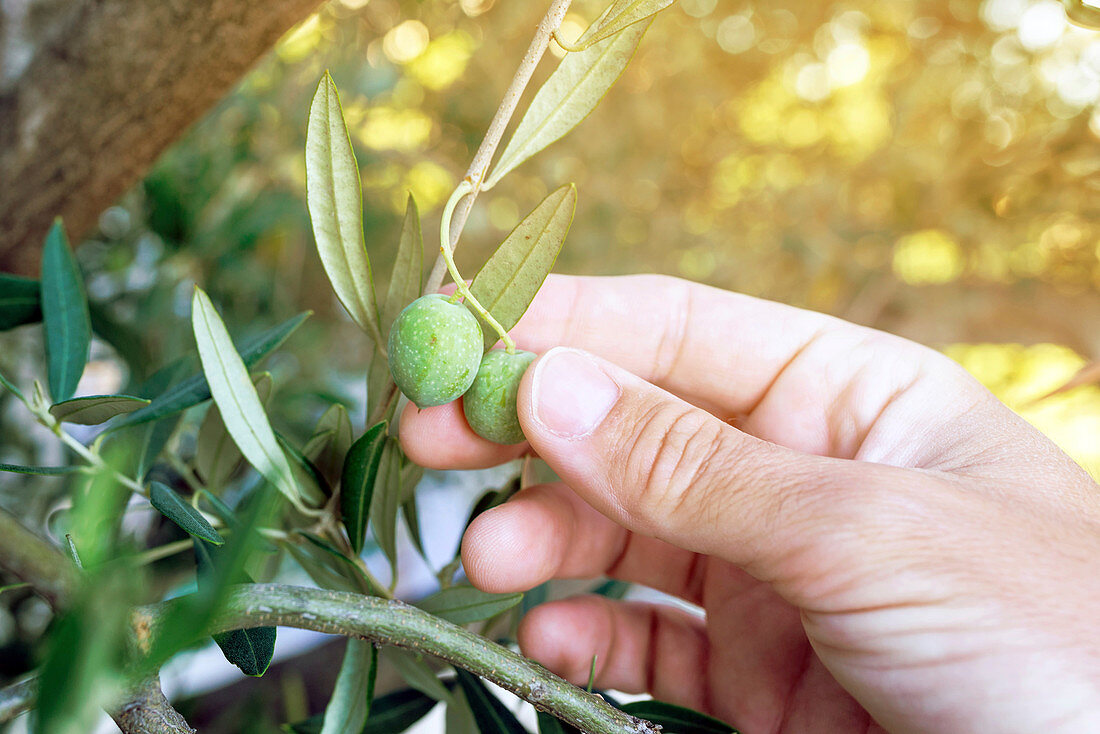 Farmer picking olive from tree branch