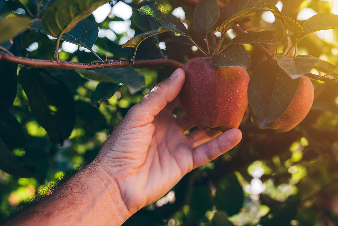 Farmer picking apple