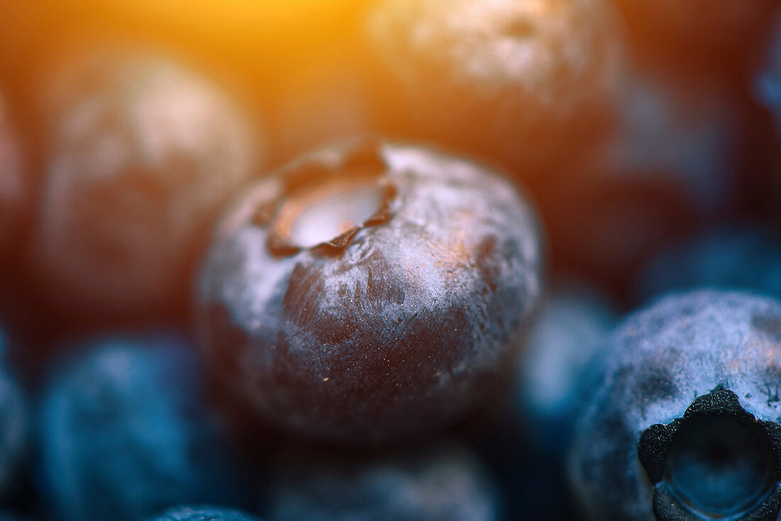 Fresh blueberries