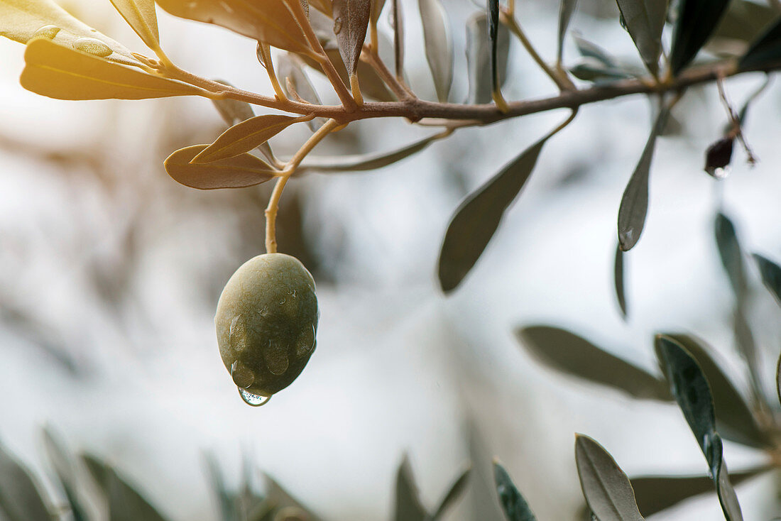 Ripe olive on tree