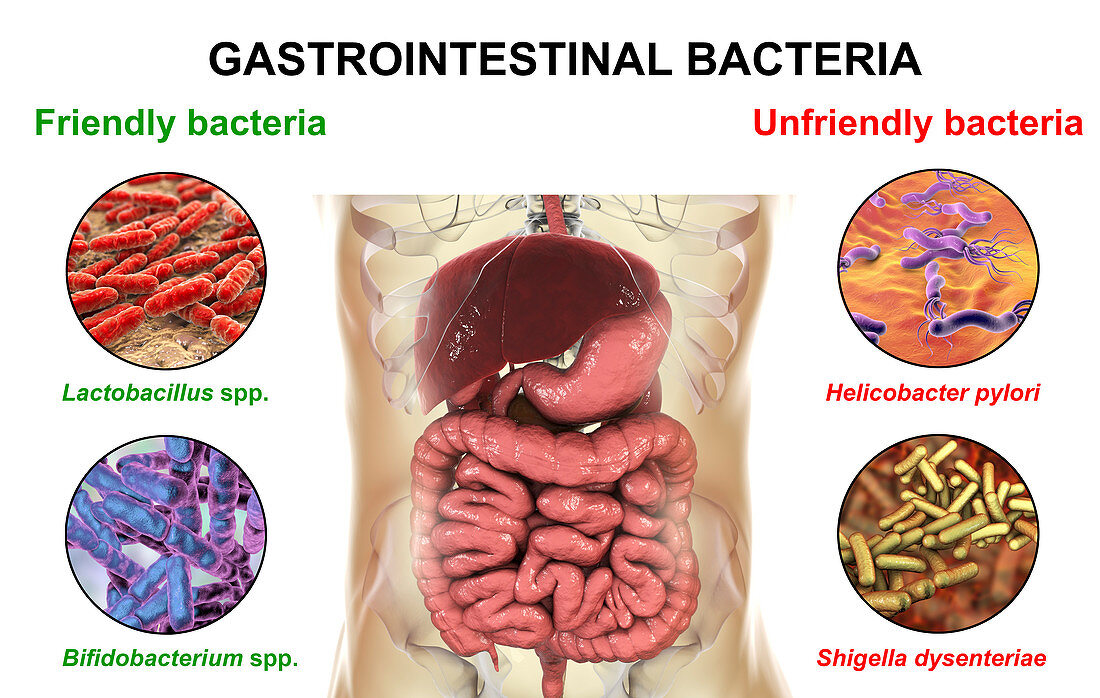 Friendly and unfriendly bacteria in human intestine, illustr