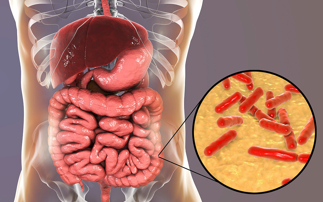 Bifidobacterium bacteria in human intestine, illustration