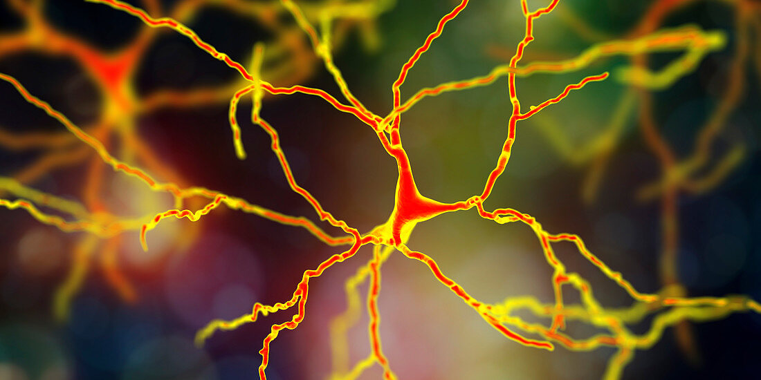 Dopaminergic neuron, illustration