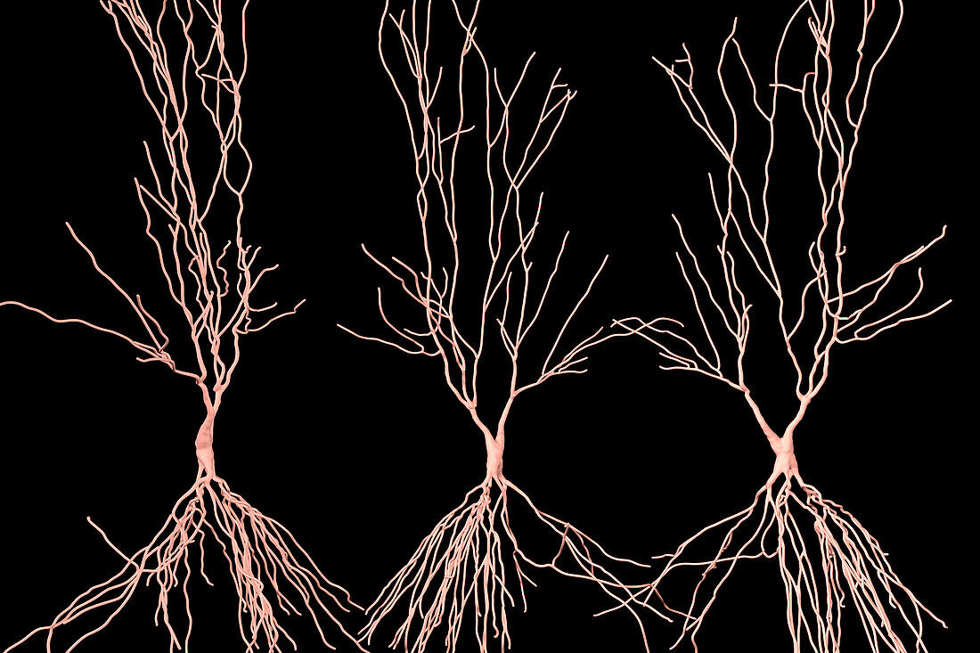 Hippocampus neuron, illustration