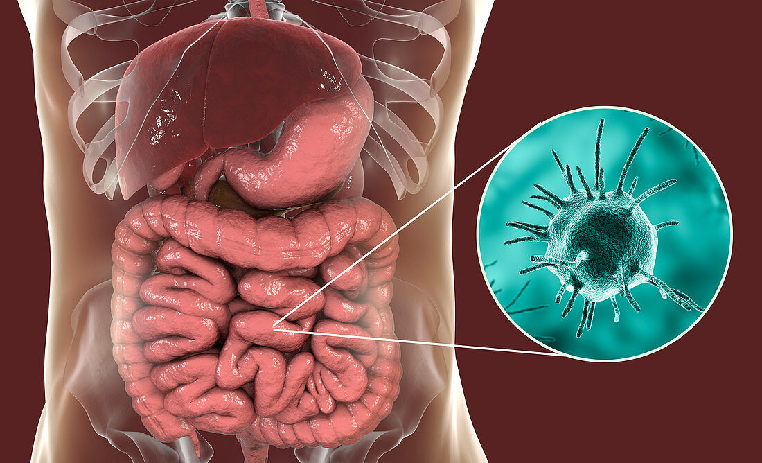 Parasitic microorganisms in human large intestine, illustrat