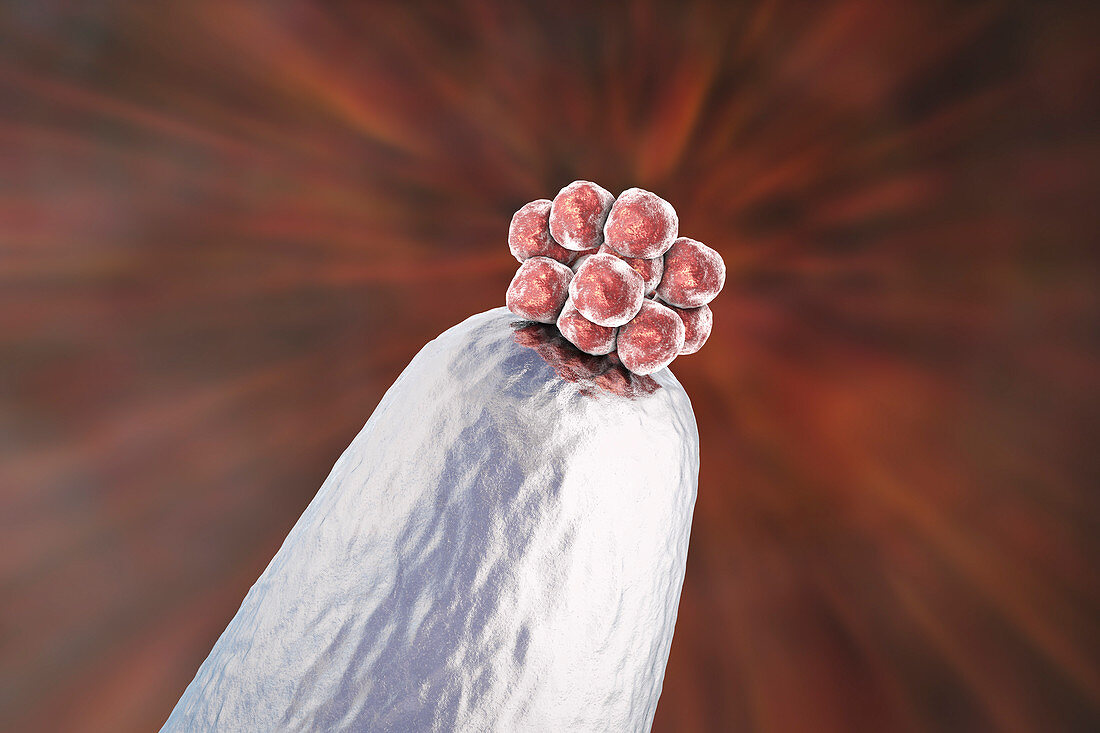 Human blastocyst on a pin tip, conceptual illustration