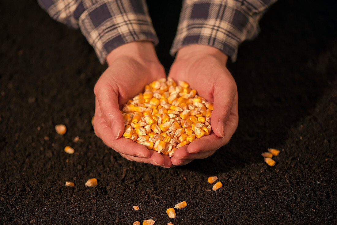 Handful of harvested corn