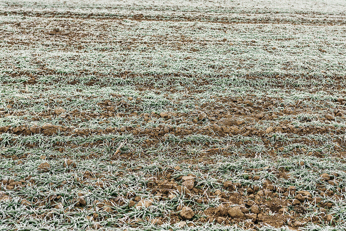 Young wheat crops covered with frost