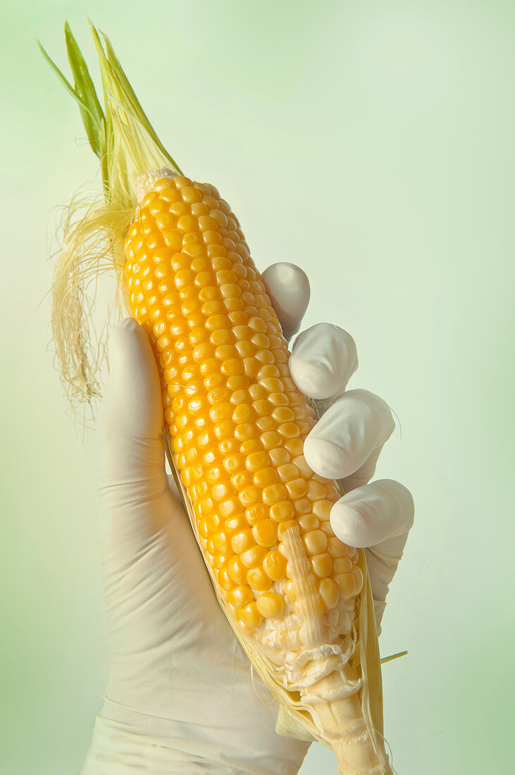 GMO corn, conceptual image