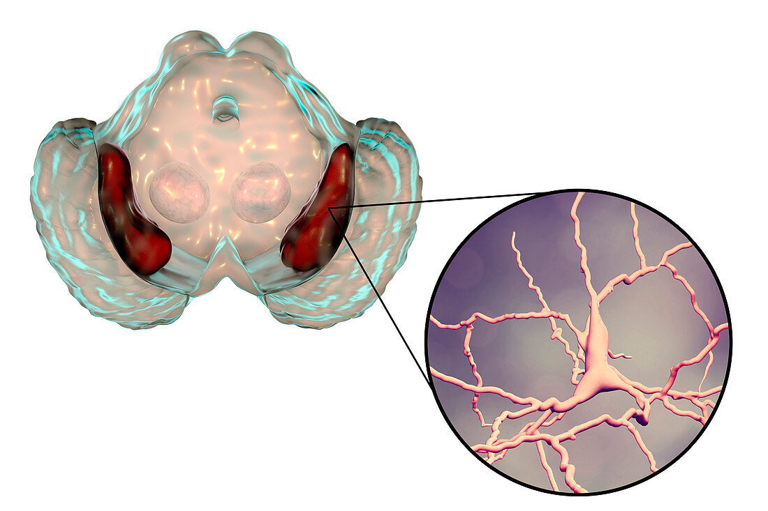 Substantia nigra and dopaminergic neurons, illustration