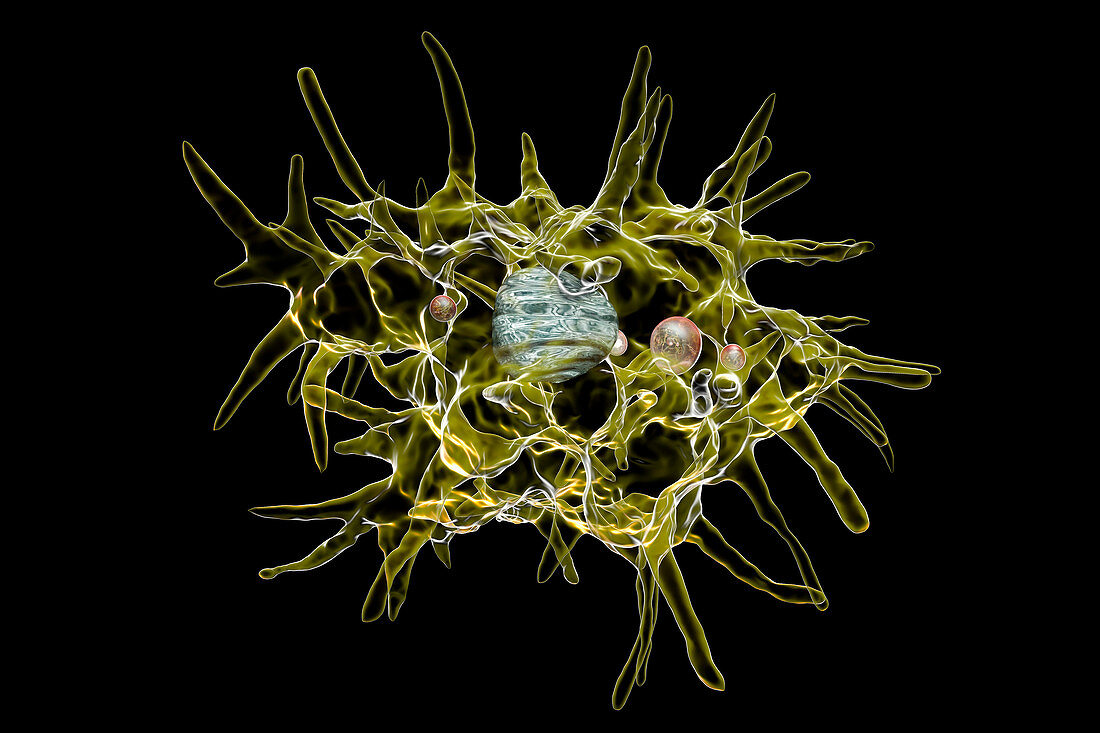 Acanthamoeba amoeba, illustration