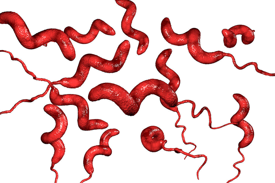 Campylobacter bacterium, illustration