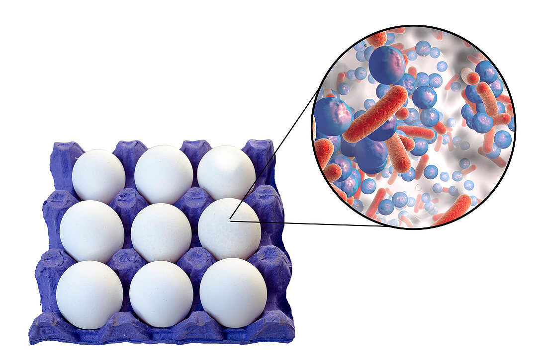 Food poisoning from eggs, conceptual illustration