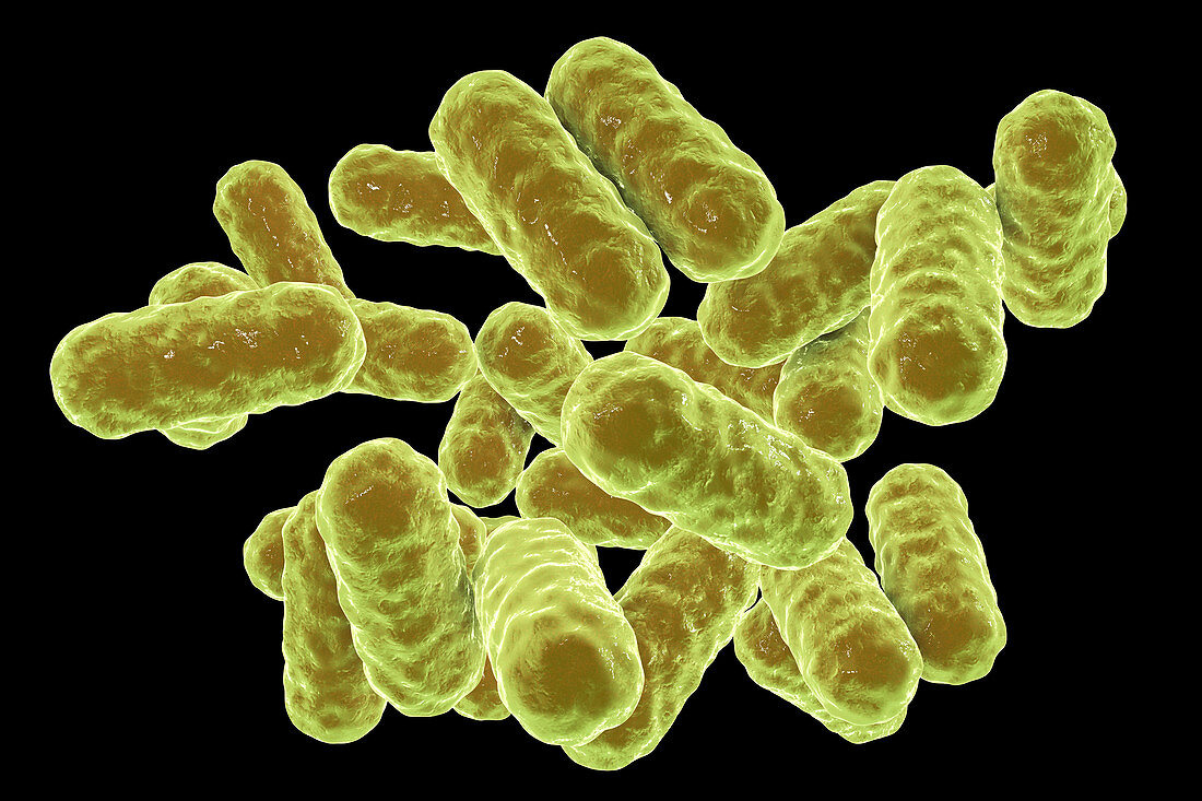 Enterobacter sp. bacteria, illustration