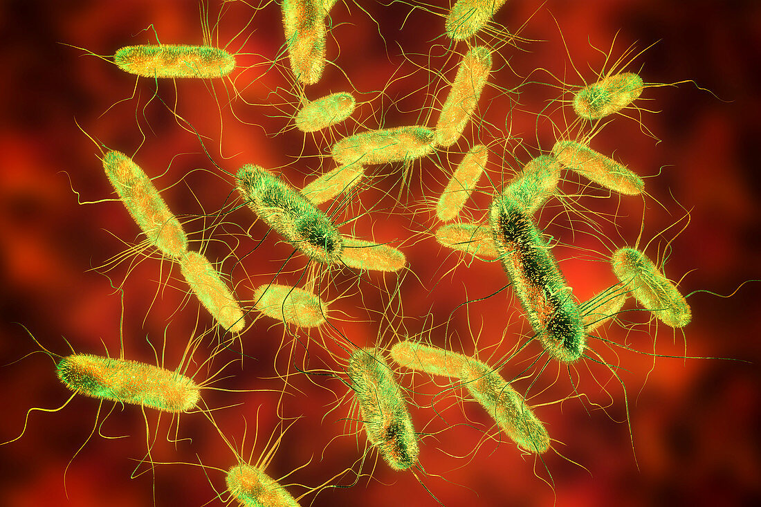 Salmonella bacteria, illustration