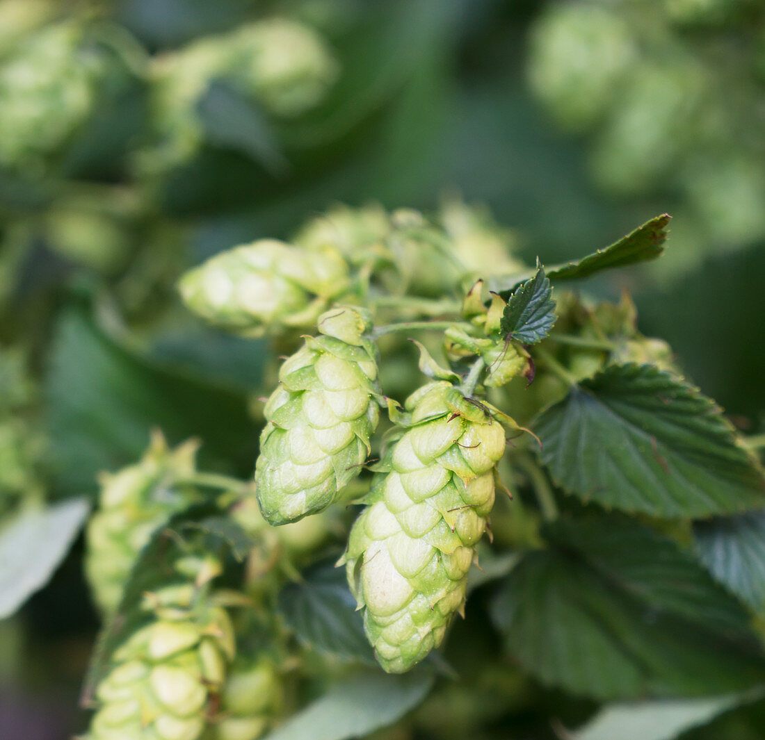 Hops (close-up)