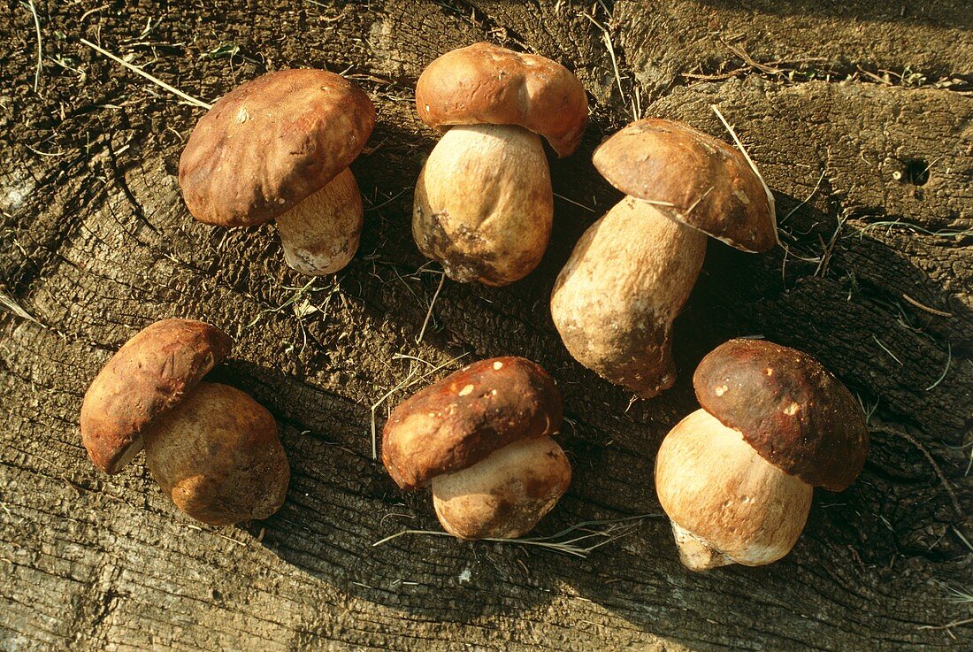 Several Ceps