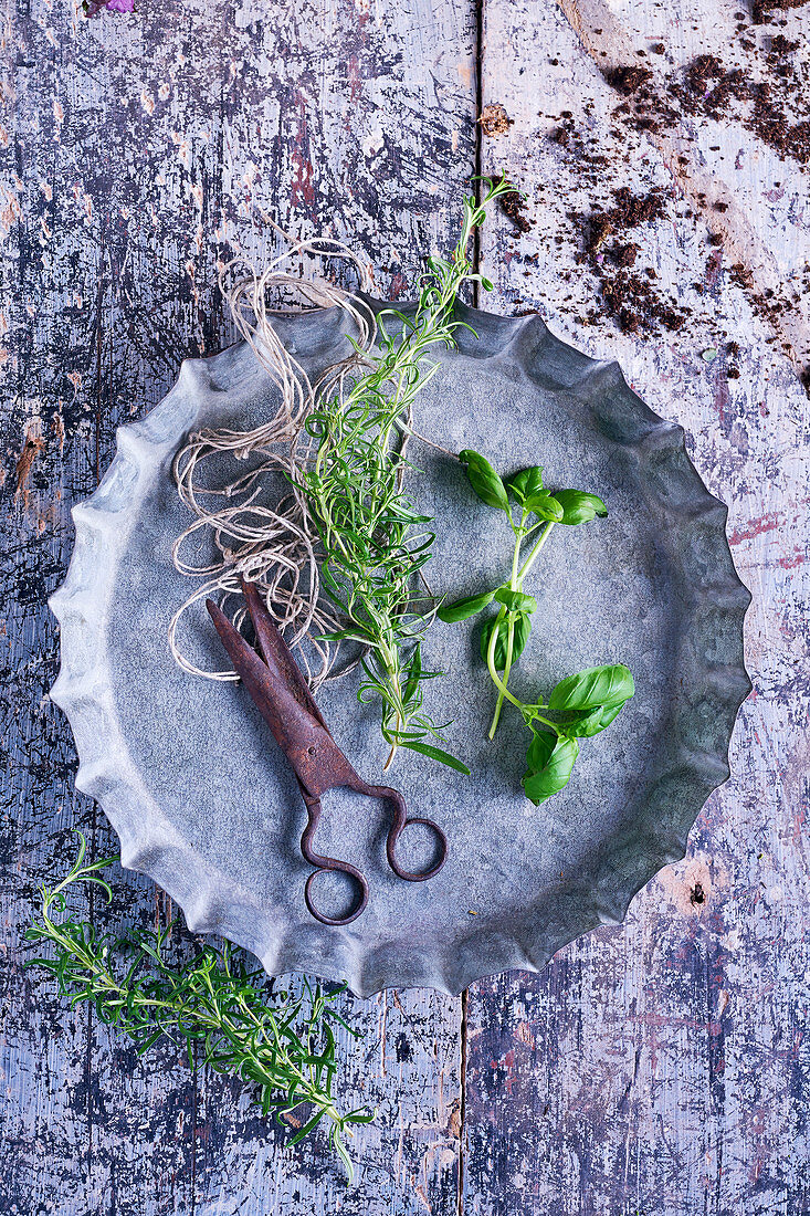 Still-life arrangement of fresh herbs