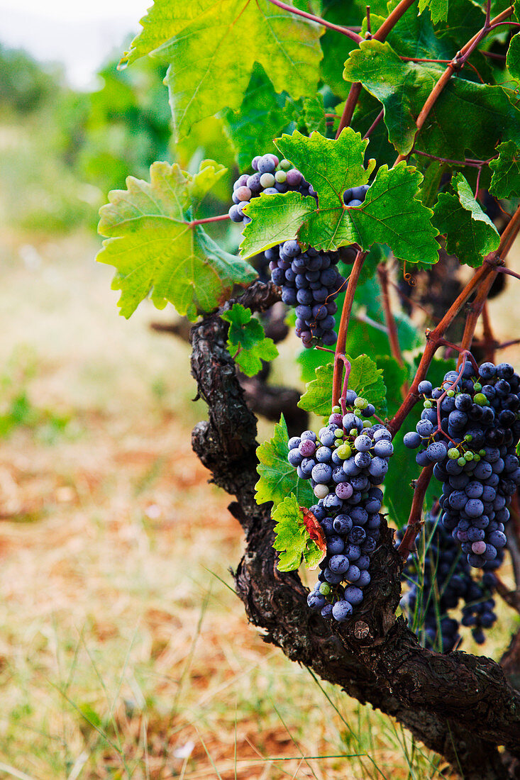 Nature background with Vineyard in autumn harvest